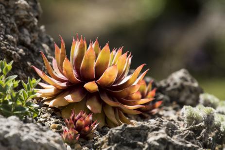 Sempervivum ‘Gold Nugget’