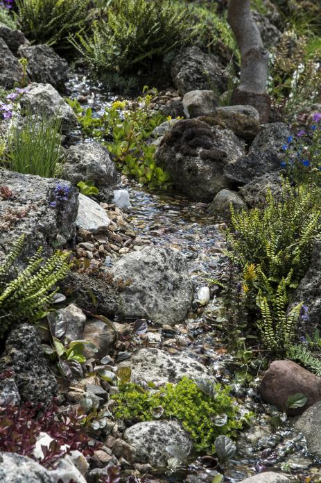 A brook provides the sound of flowing water and  habitat for plants like Asplenium trichomanes 