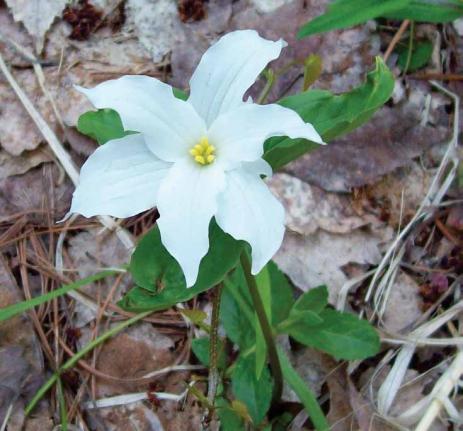 Trillium grandiflorum with petal-like sepals (Brian Winchell)