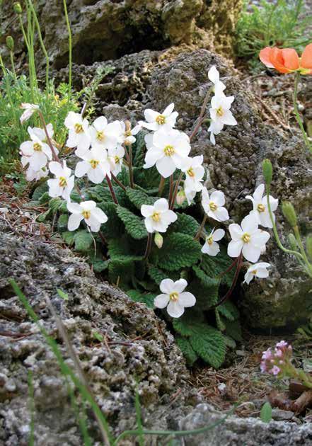 Ramonda myconi ‘Alba’