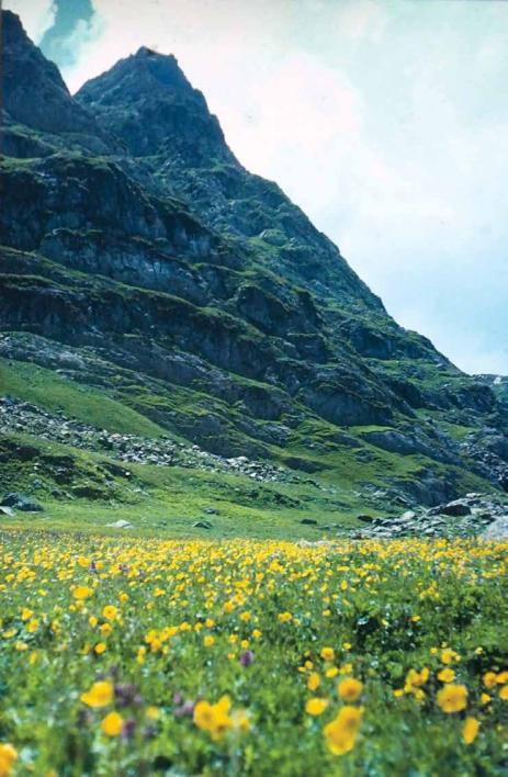 Alpine meadow above Krishensar