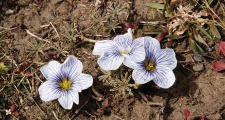 Oxalis laciniata in the wild.