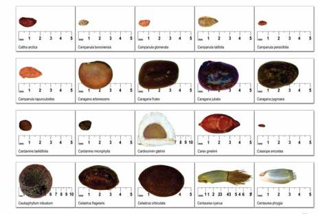 A sample page from Dr. Berkutenko’s Atlas of Seeds of the Plants of Northern Asia