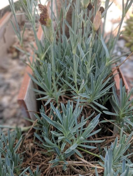 New growth without flower buds is usually the best source for easy-to-root cuttings.