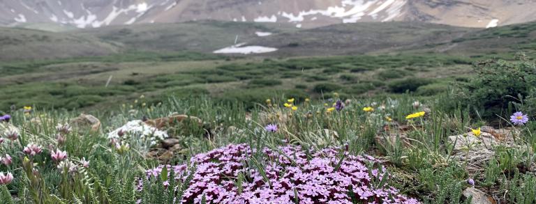 Pink moss campion (Silene acaulis).