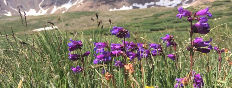 Penstemon hallii on Horseshoe Mountain. Photo by 