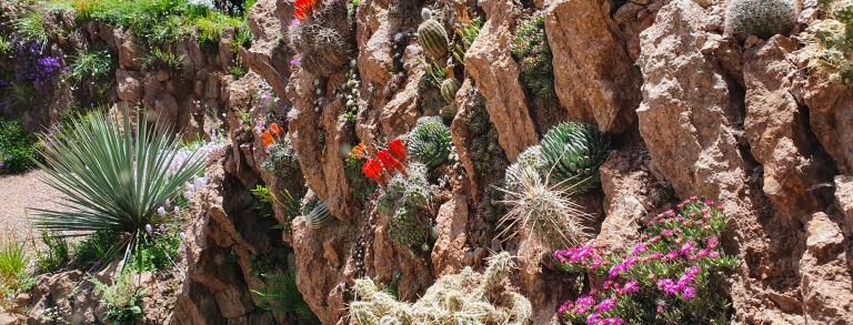 The vertical crevice garden with Ruschia pulvinaris in the foreground.