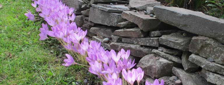 Colchicum 'Giant'