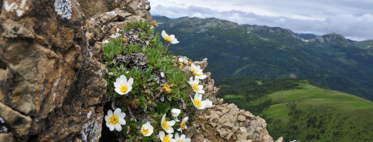 Dryas octopetala in the Nockberge Mountains