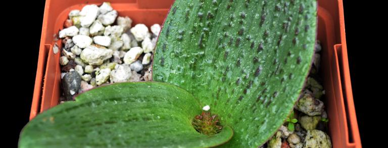 Lachenalia carnosa