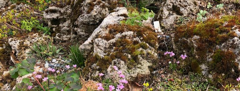 Jaime’s tufa garden