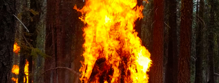 Burning deadwood to mitigate future fires