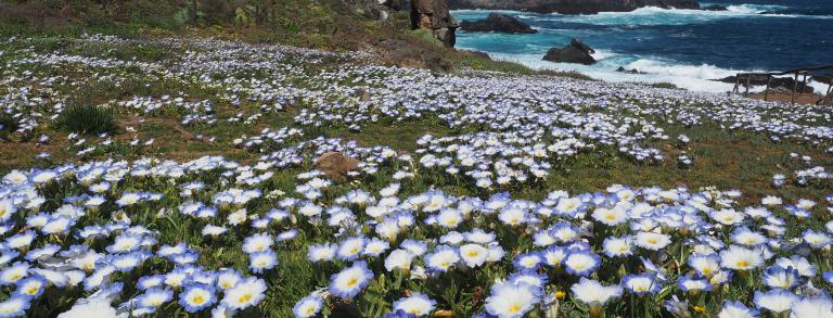 Nolana paradoxa blooming at  Puquén Los Molles nature preserve. 