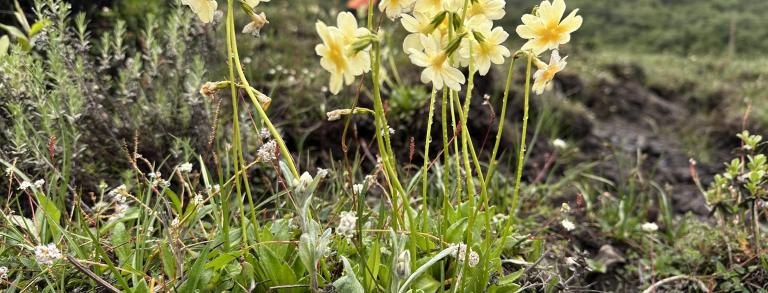 Primula dickeana