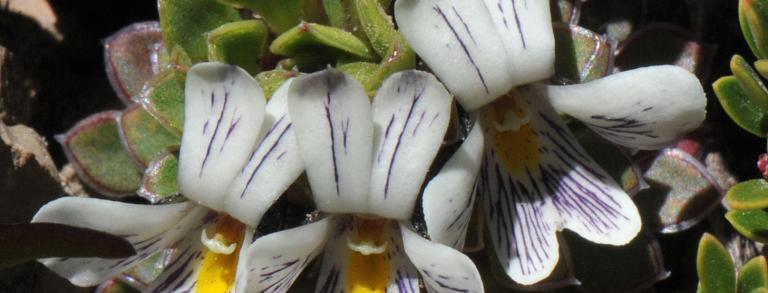 Viola dasyphylla