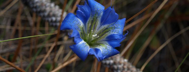 Gentiana autumnalis