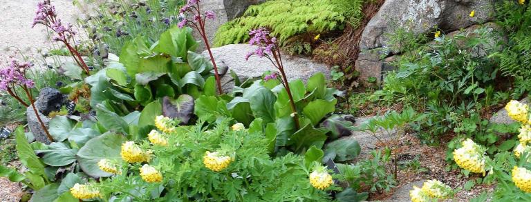 Corydalis nobilis