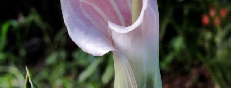 Arisaema candidissimum is sweetly scented to some noses.