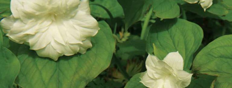 Trillium grandiflorum 'Pamela Copeland' (Tony Reznicek)