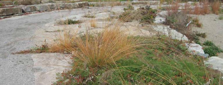 A view of the alvar garden at the Great Lakes Garden