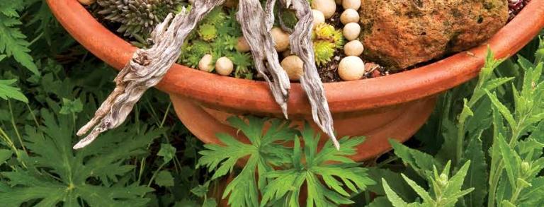 Sempervivums in birdbath