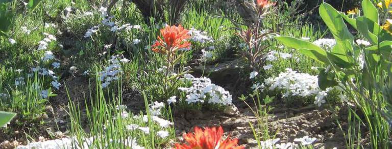  Steppe flora in Middle Park