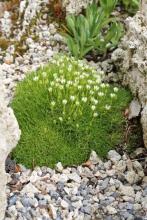 Arenaria kansuensis