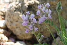 Oxytropis viscida close-up