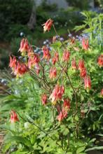 Aquilegia canadensis or possible hybrids thereof