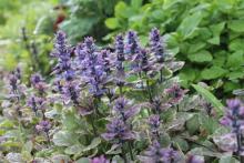 Ajuga reptans cv.