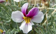 Viola beckwithii