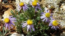 Erigeron nanus 