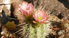 Echinocereus coccineus hyb. (Otero Co., NM) 