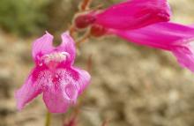 Penstemon newberryi ssp. newberryi