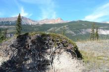 Loess? erosion, juniper