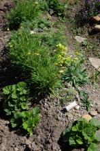 Hieracium Portulaca Geum Pulsatilla Saussurea