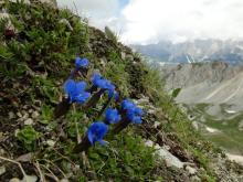 Gentiana terglouensis