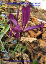 Cover image of IRG 99  Iris sisianica