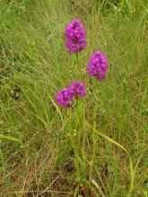 Anacamptis pyramidalis