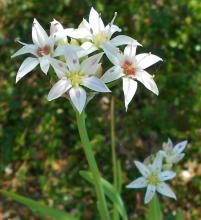 I think its my favourite Allium