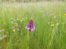 Anacamptis pyramidalis