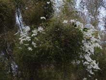 Clematis paniculata