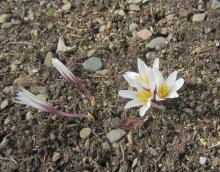 Colchicum kesselringii