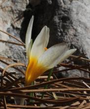 Crocus brickellii species nova