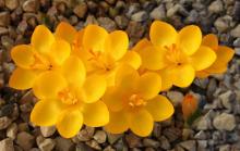 Crocus uschakensis sp. nova