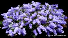 Campanula zoysii