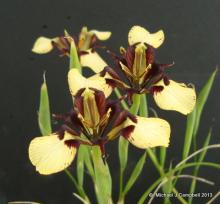 Moraea lurida