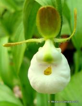 Cypripedium californicum.