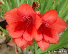 Gladiolus flanaganii