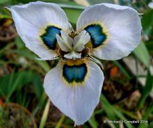 Moraea villosa